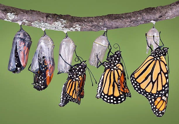  Historia frymëzuese e flutures: Përpjekjet e shumta do t’ju bëjnë më të fortë!